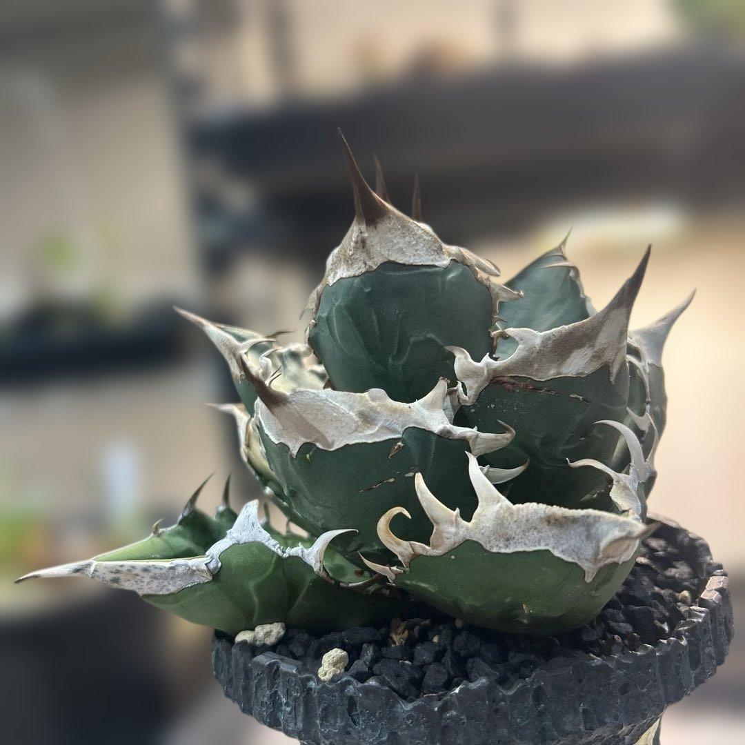 アガベ 緑色 尖った葉 SAD