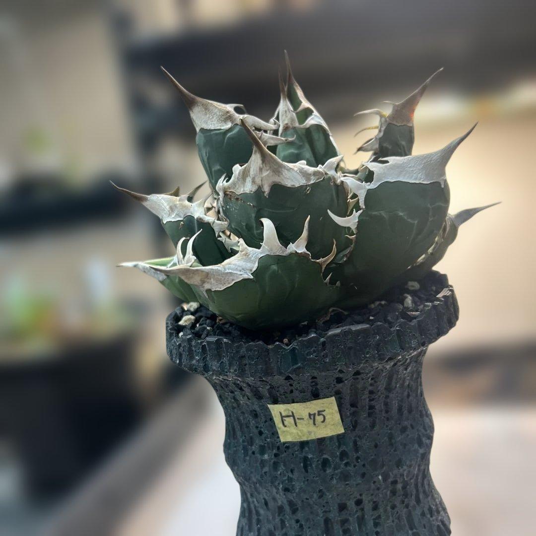 アガベ 緑色 尖った葉 SAD