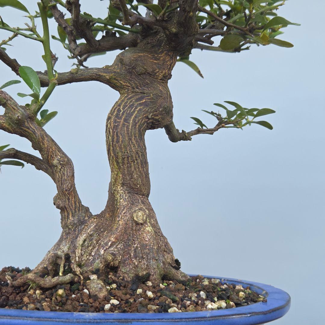 キンズ　金豆　[双幹木]　中品盆栽