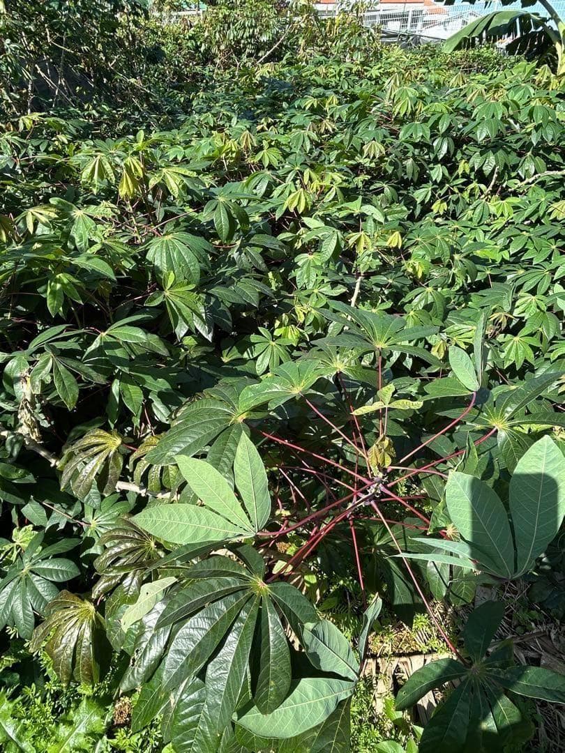 官能的な旨味と甘味。高級種◆キャッサバ・ゴールドSS◆挿し木枝。60サイズ箱満杯