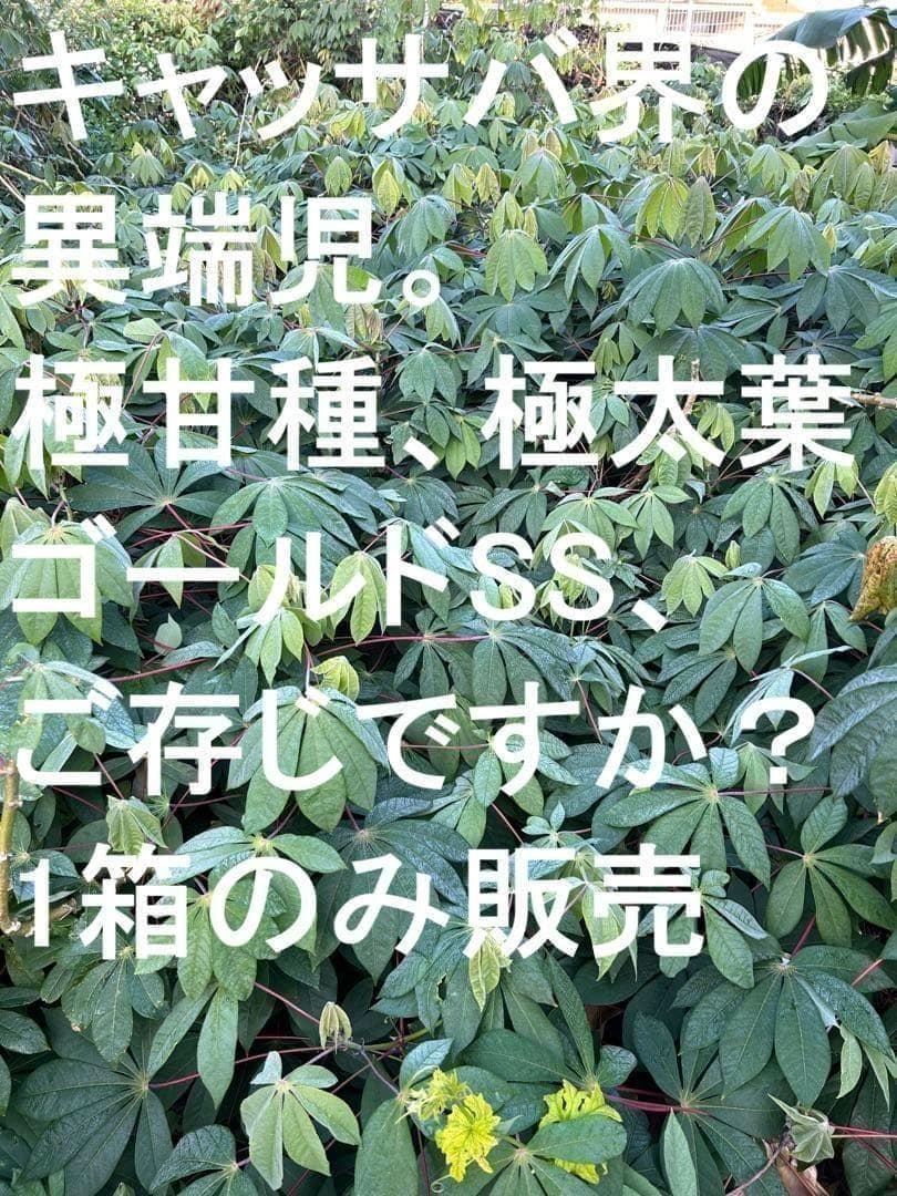 官能的な旨味と甘味。高級種◆キャッサバ・ゴールドSS◆挿し木枝。60サイズ箱満杯