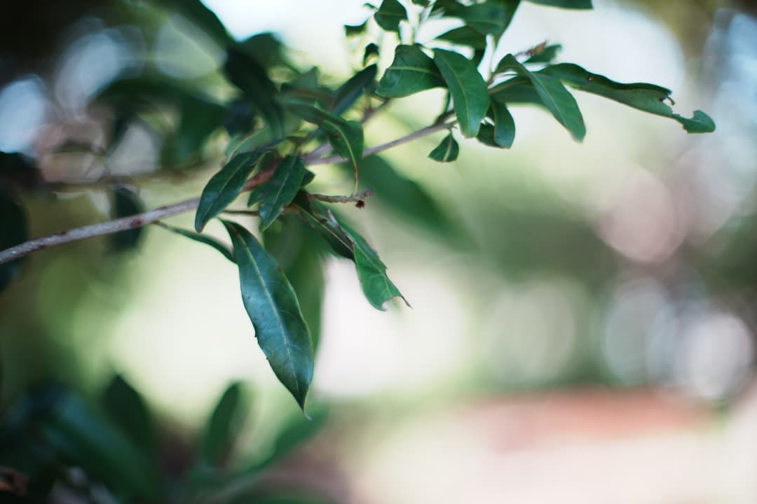 【整備＆テスト済】Nikon Ai Nikkor 50mm F1.2 199