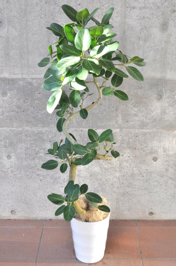 フィカス ベンガレンシス 8号 138cm Spiral tree form