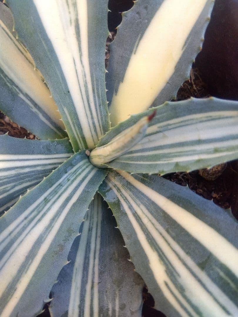 アガベ　アメリカーナ　白縞斑　超斑入り❗　⑧