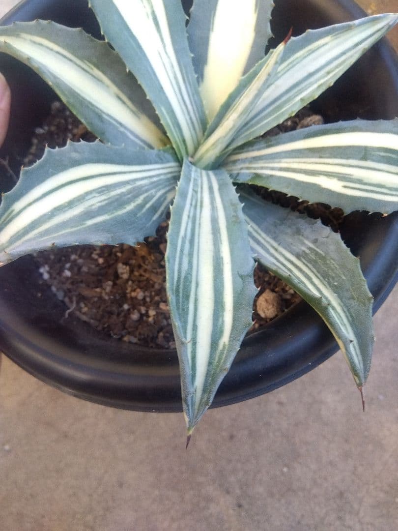アガベ　アメリカーナ　白縞斑　超斑入り❗　⑧