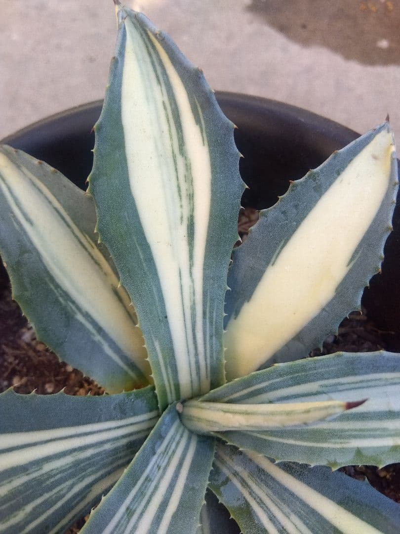 アガベ　アメリカーナ　白縞斑　超斑入り❗　⑧