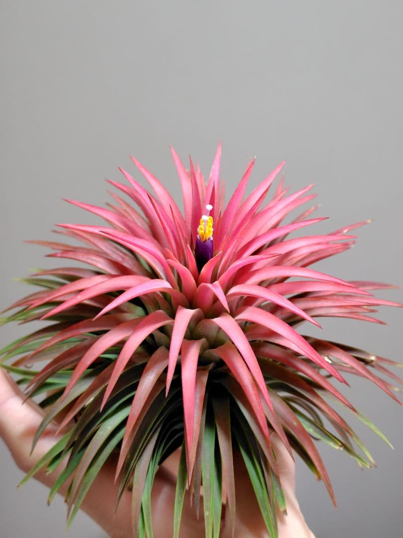 u*a様 イオナンタ ヘッジホッグ from TI