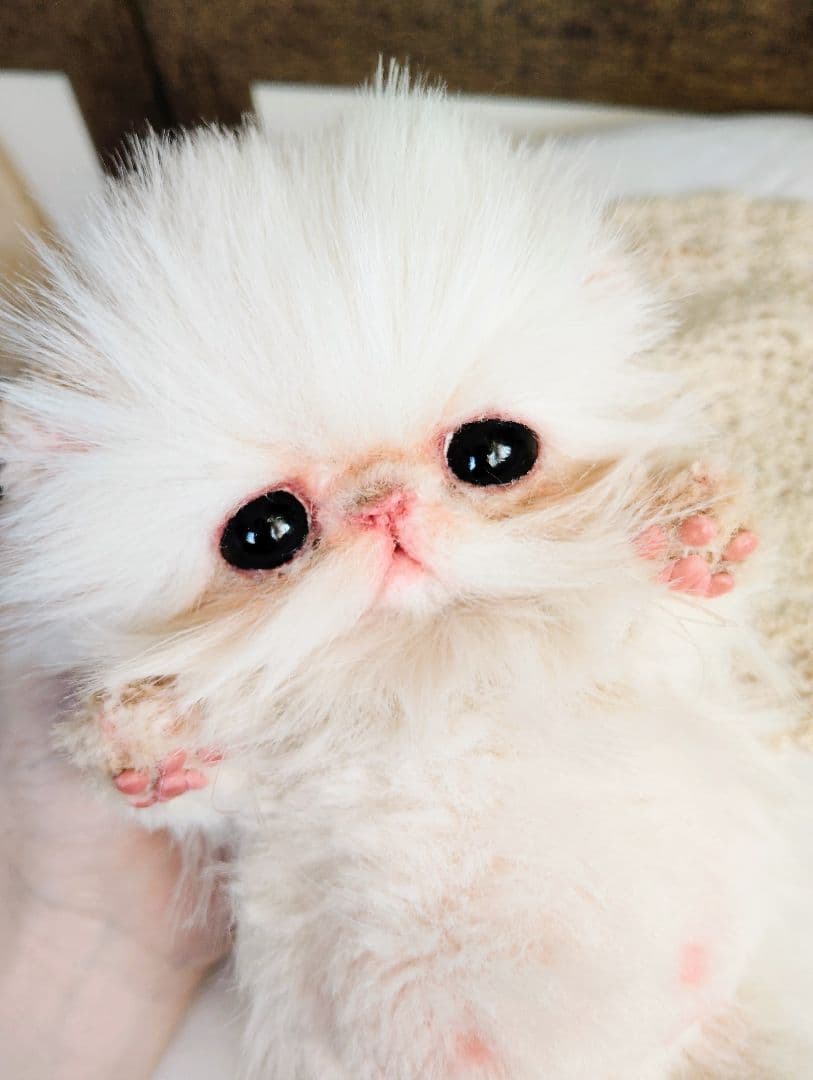 お腹ぽっこり♡フォックスタッチ♡子猫のリリーちゃん♡アートドール♡ぬいぐるみ♡