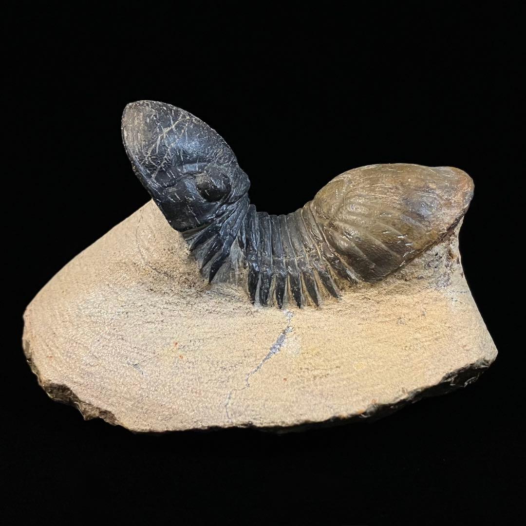 Paralejurus　三葉虫　化石　モロッコ 産