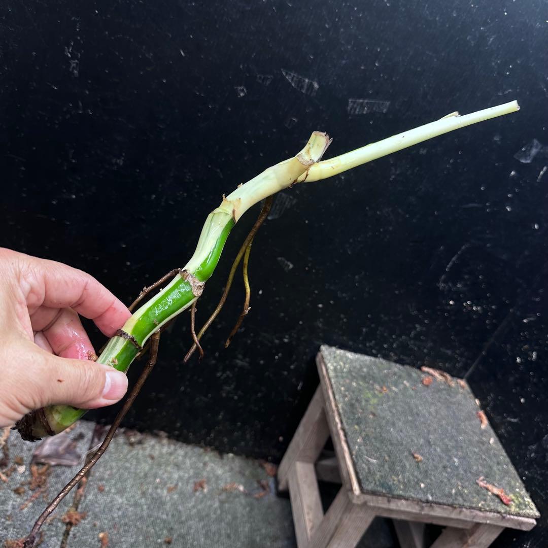 さ**様 斑入りモンステラホワイトタイガー大茎6株おまとめ