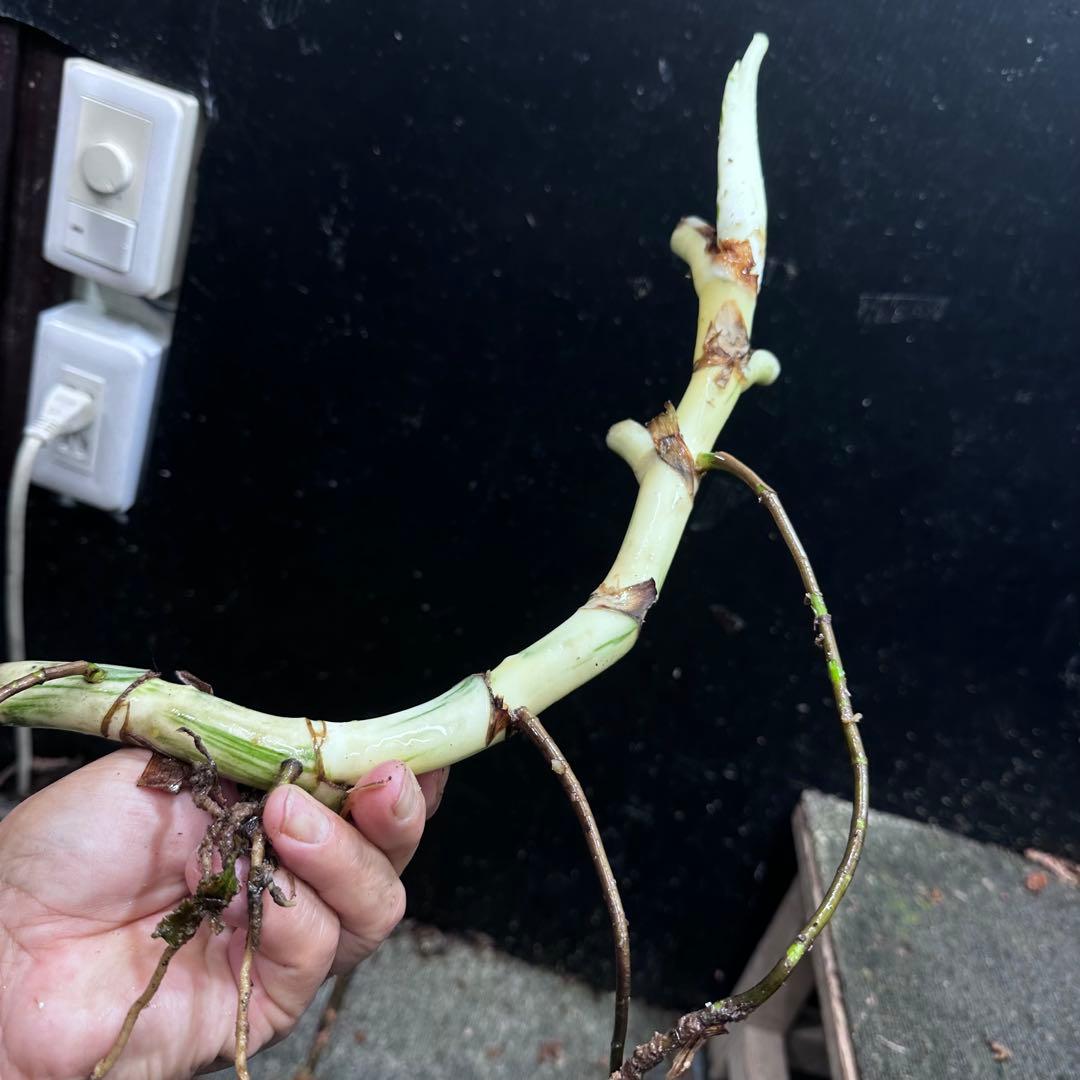 さ**様 斑入りモンステラホワイトタイガー大茎6株おまとめ