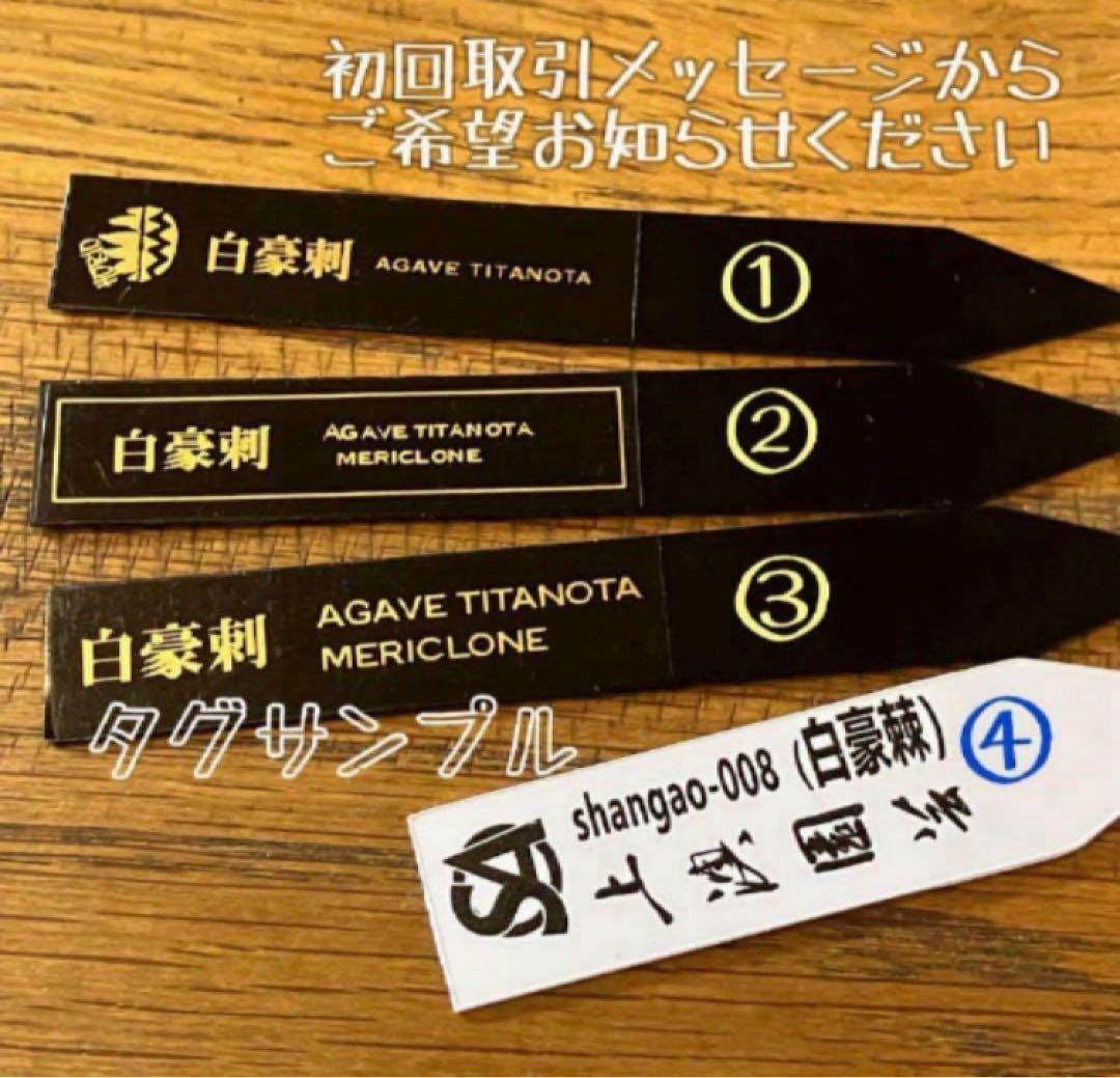 e*6様 【オークション】⑦選抜　太棘　アガべ　チタノタ　白豪刺　TC