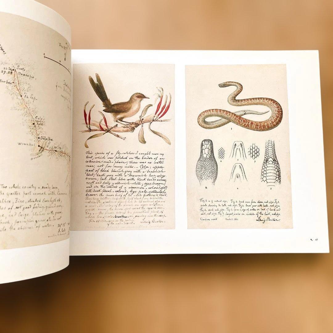 【短期出品です】冒険家たちのスケッチブック 発見と探検のリアル・グラフィックス