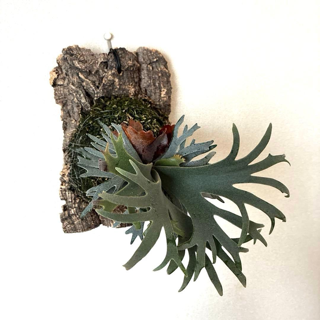 P.willinckii bacteria spore バクスポ　ビカクシダ