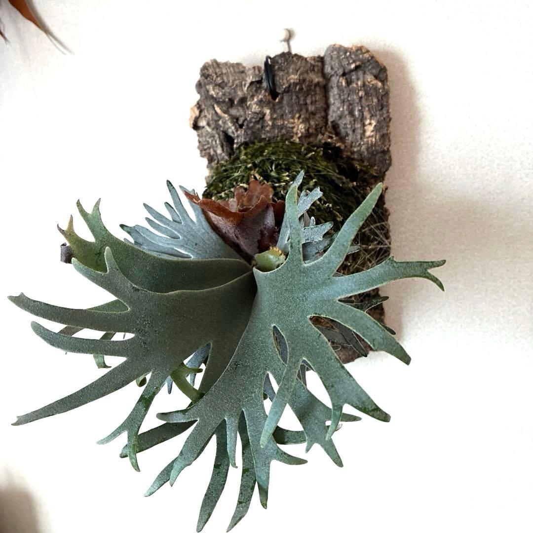 P.willinckii bacteria spore バクスポ　ビカクシダ