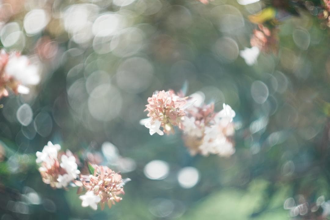 Leitz Summarit 50mm f1.5 銘玉ズミルックス直前の祖先