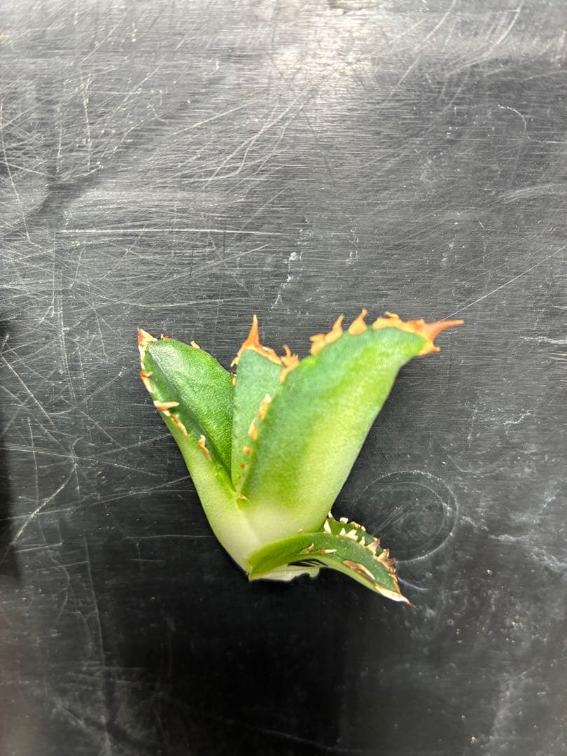 だだ　皇冠　クラウンOC子株　5個セット　検）植物　塊根　サボテン