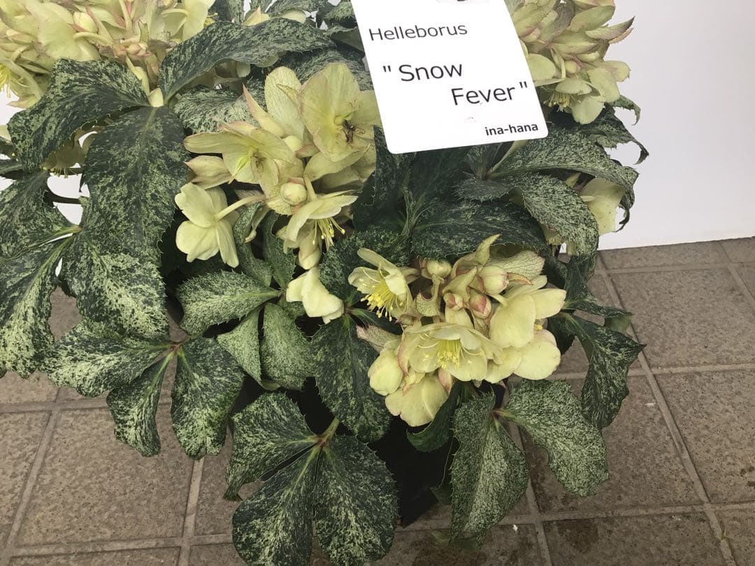 ④ 定価の5000円引きでの販売‼︎ 5年物のクリスマスローズ・スノーフィーバー