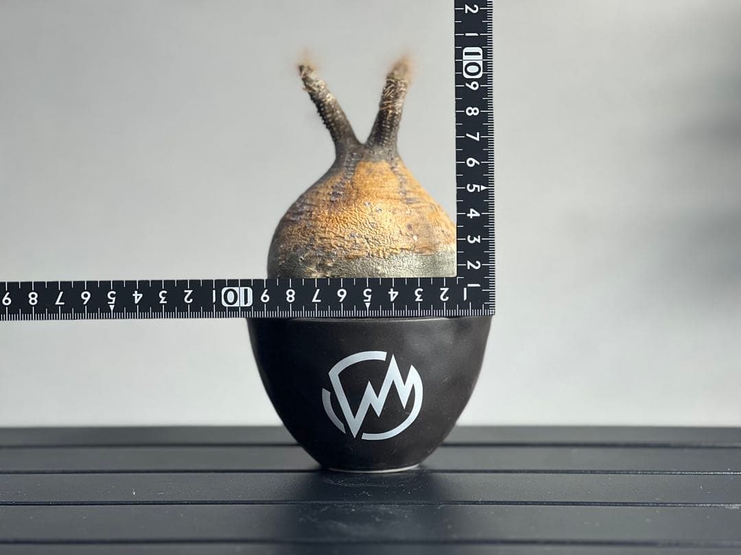 【休眠中】パキポディウム・グラキリス 現地球 VALIEM⑥