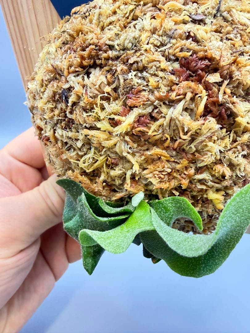 うににん　ビカクシダ　P. Pink Princess sporeling