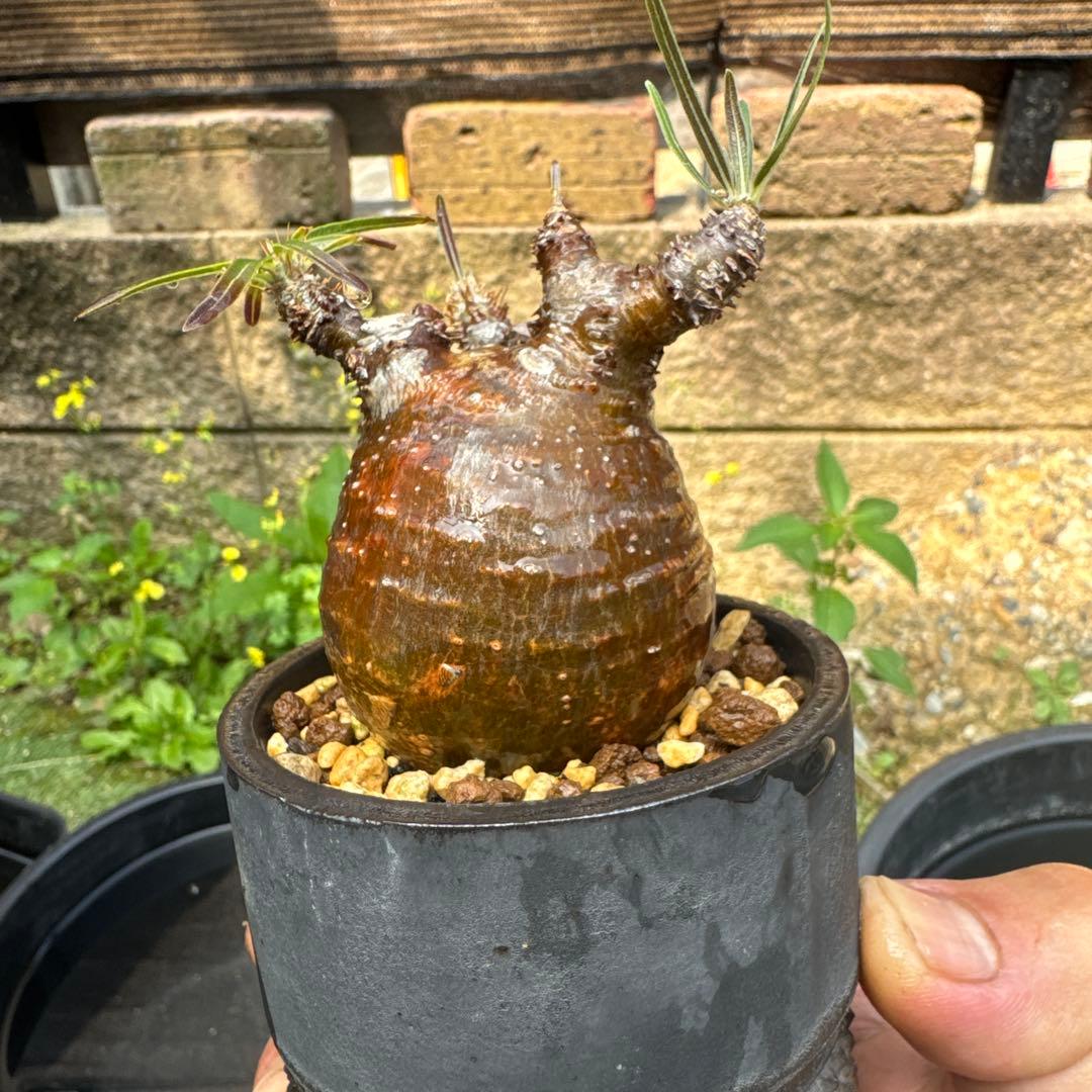 オペルクリカリア グラキリス　spicy gem パキプス　コピアポア 赤肌