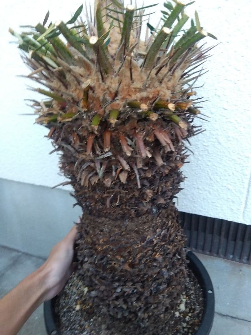 ソテツ　幹幅20センチ❗　①