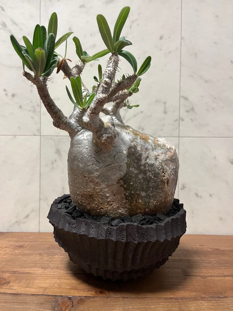 パキポディウム グラキリス 大株