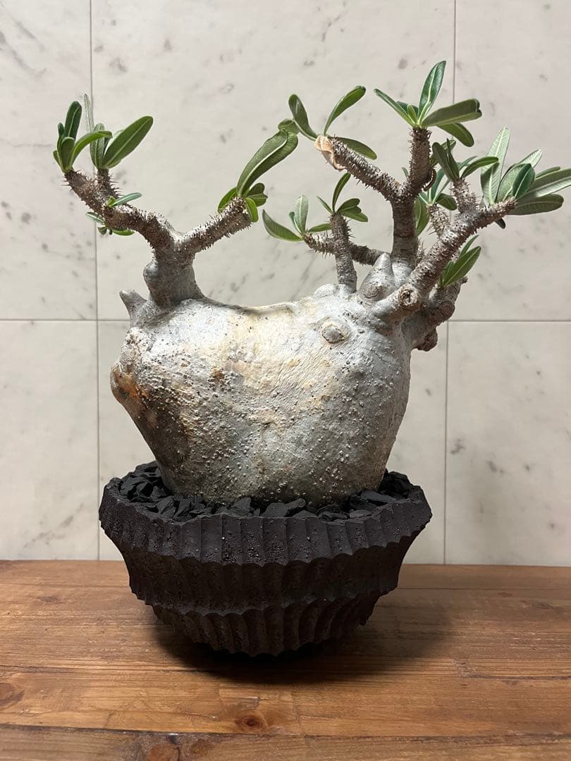 パキポディウム グラキリス 大株