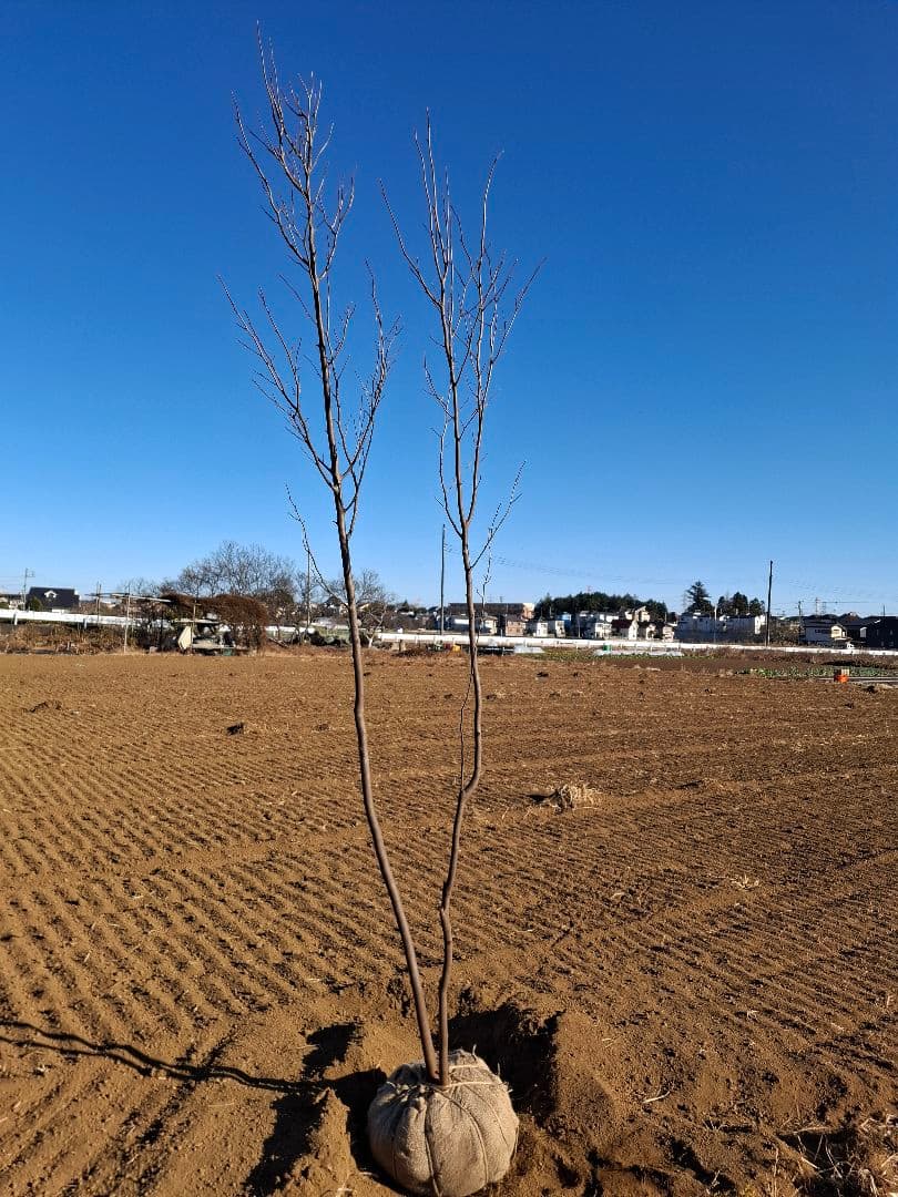 シロモジ 雑木 ――アオダモ アオハダ モミジ 山彩り ――