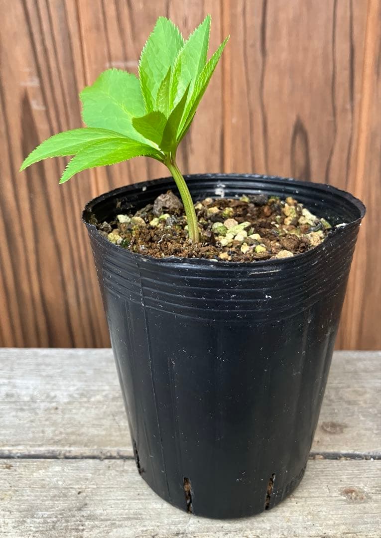 or リクエスト２点セット