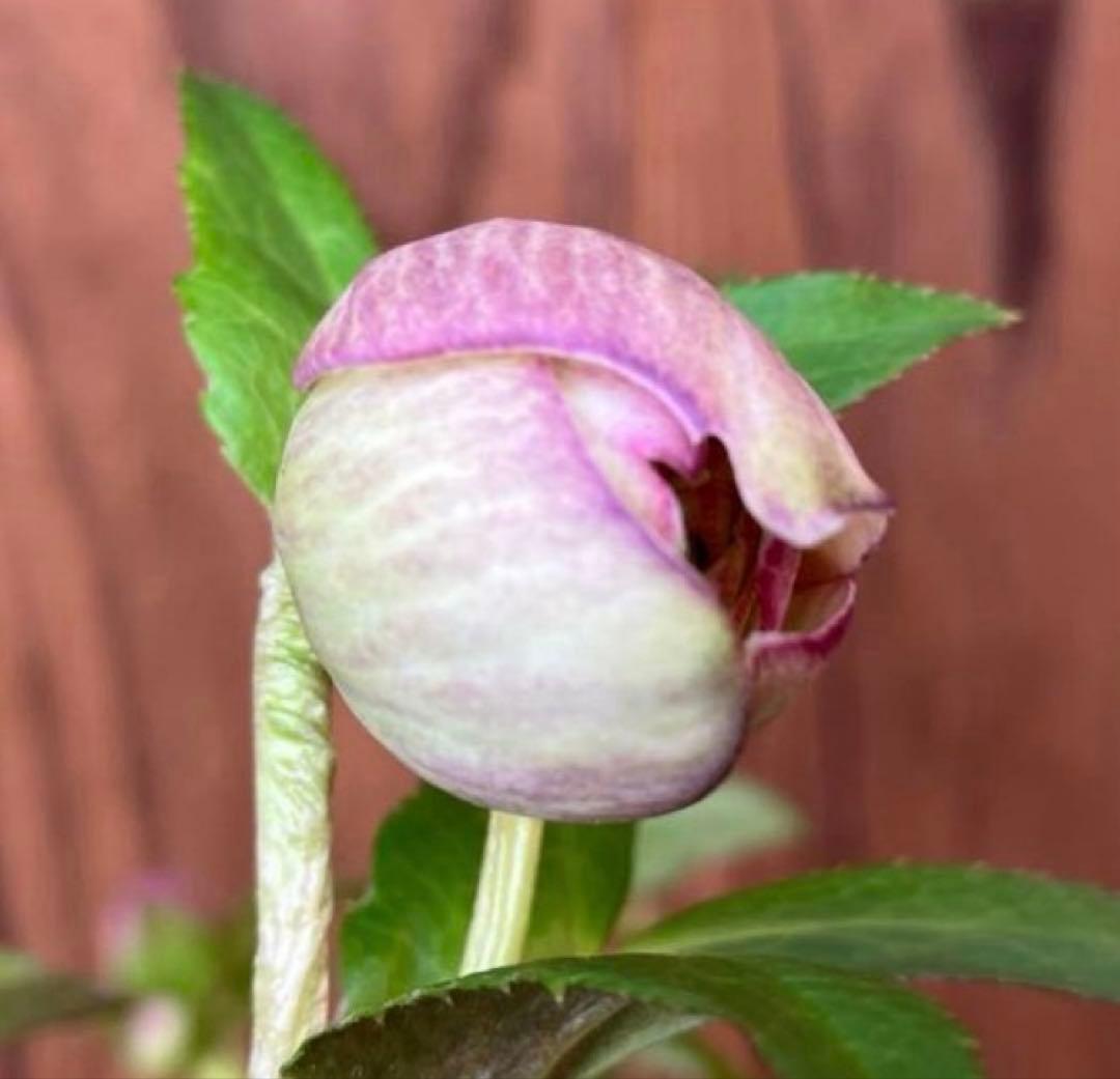 or リクエスト２点セット