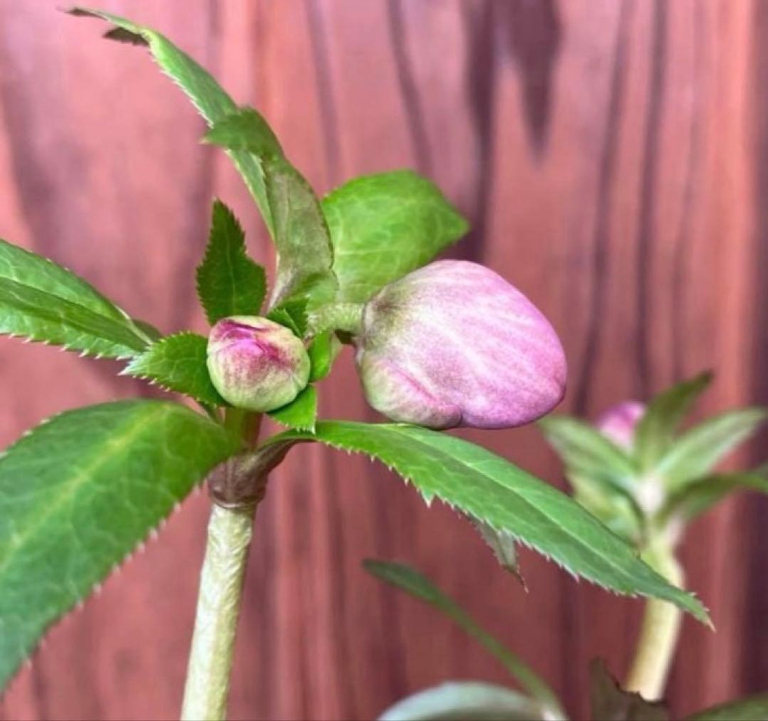 or リクエスト２点セット