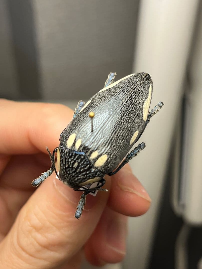 【34mm】タテオビフトタマムシ giant jewel beetle 昆虫標本