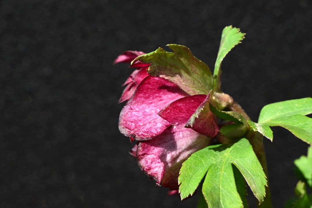 クリスマスローズ　認定シャガールレッド多弁　加藤農園