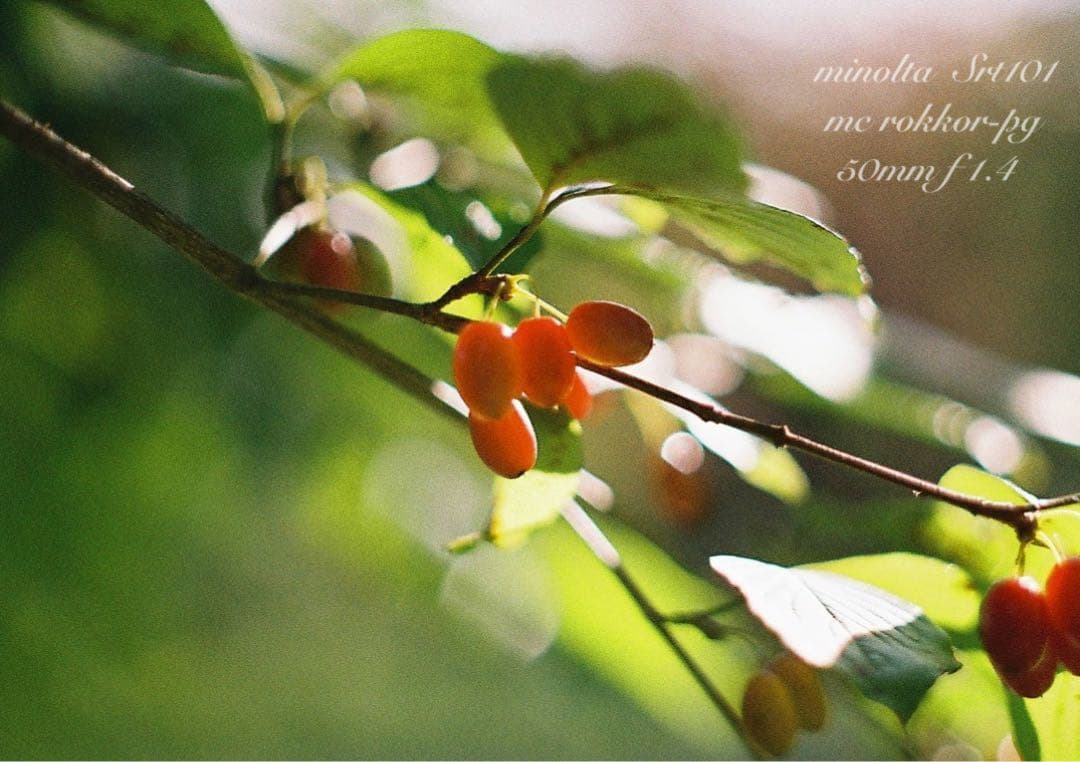 minolta srt101★ロッコールf1.4 ★完動品＊美品＊初期保証付き