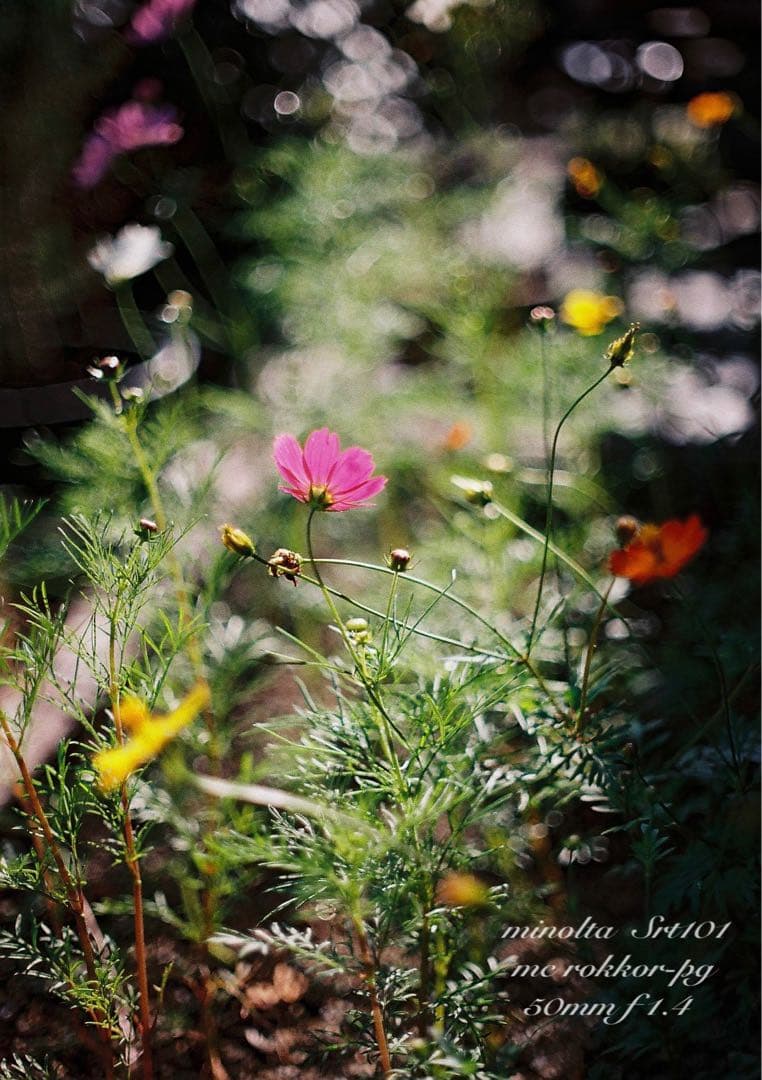 minolta srt101★ロッコールf1.4 ★完動品＊美品＊初期保証付き