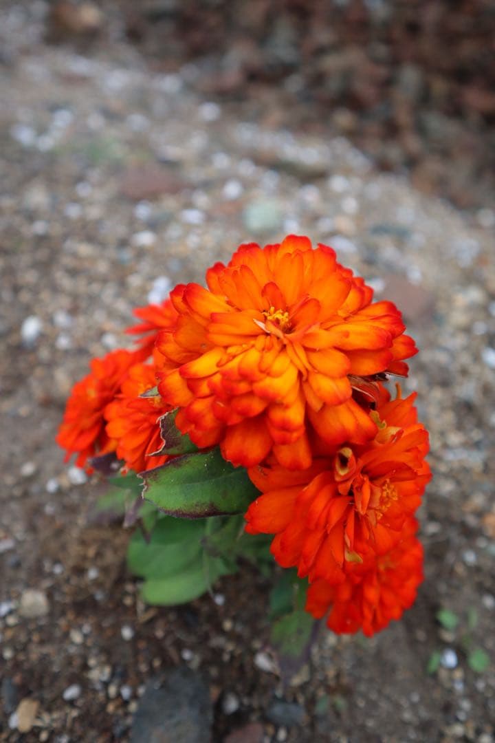 Canon EOS Kiss M ミラーレスカメラ ホワイト