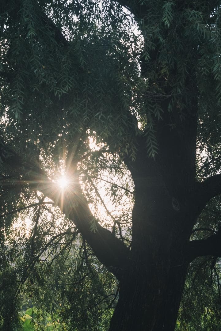 極細中望遠！Leica Elmar 90mm F4 Mマウント オールドレンズ