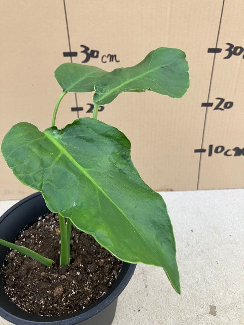 モンステラ　デリシオーサ実生株　斑入り　変異株凸凹葉っぱ　2鉢セット