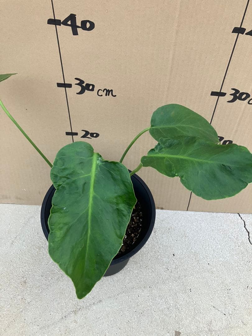 モンステラ　デリシオーサ実生株　斑入り　変異株凸凹葉っぱ　2鉢セット