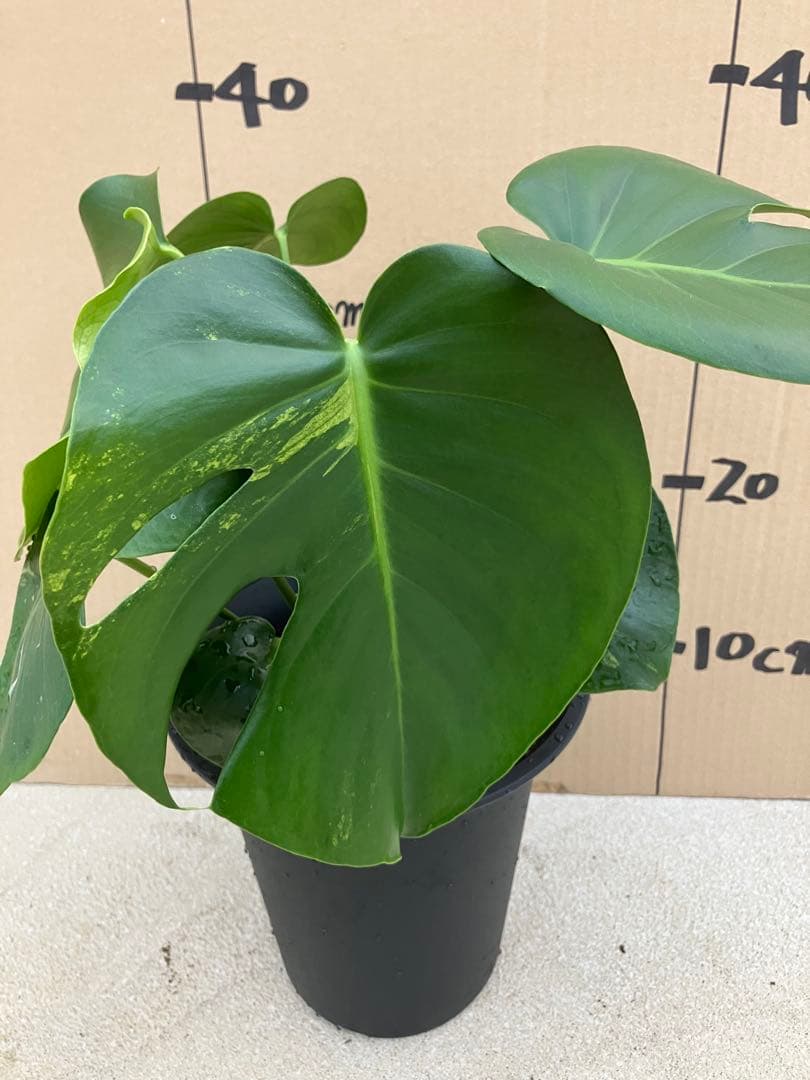 モンステラ　デリシオーサ実生株　斑入り　変異株凸凹葉っぱ　2鉢セット