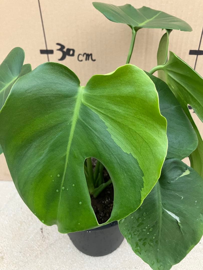 モンステラ　デリシオーサ実生株　斑入り　変異株凸凹葉っぱ　2鉢セット