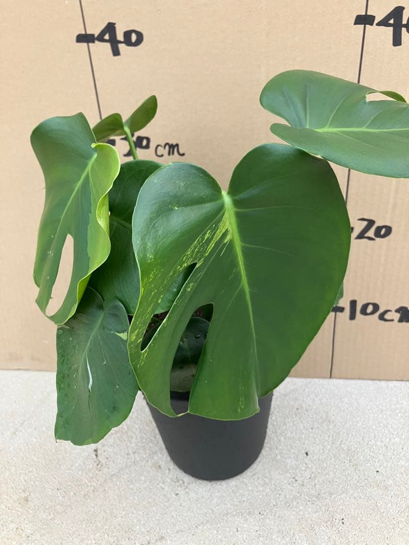 モンステラ　デリシオーサ実生株　斑入り　変異株凸凹葉っぱ　2鉢セット