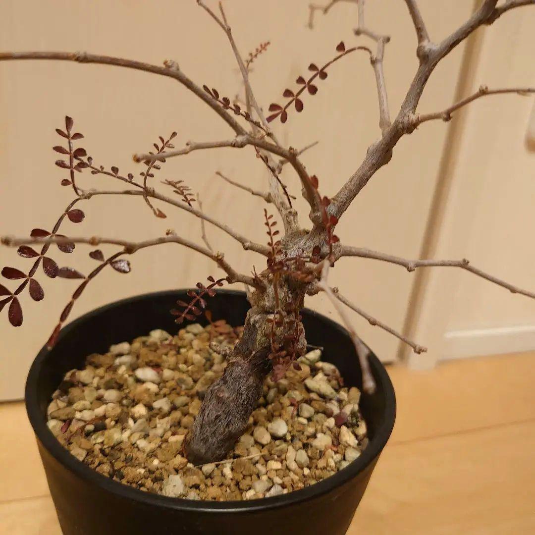 オペルクリカリア　パキプス　根ざし5年