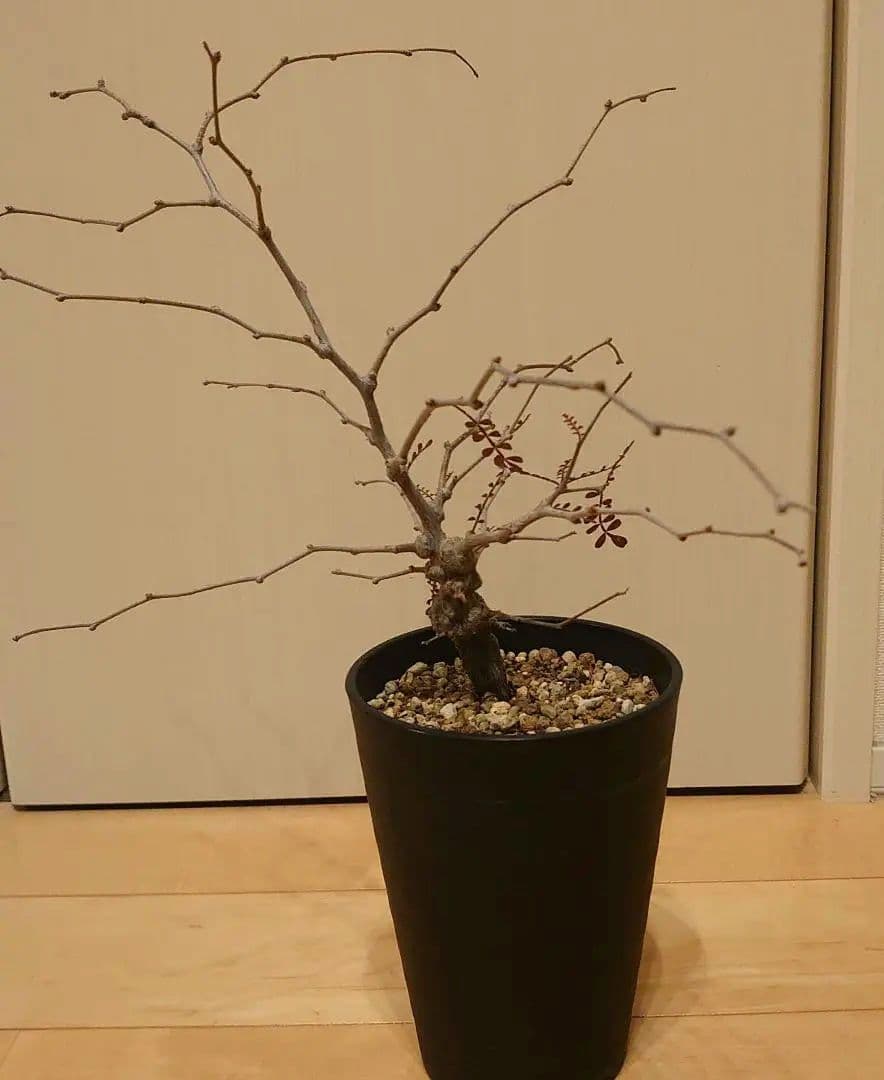 オペルクリカリア　パキプス　根ざし5年