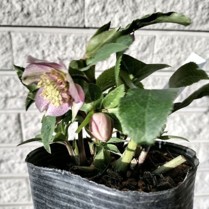 クリスマスローズ　sdヒデコート　原種　交配　大木ナーサリー　宿根　バラ　苗　鉢