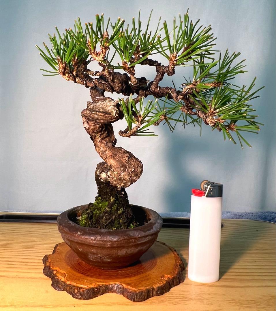 黒松　古木　変わり木