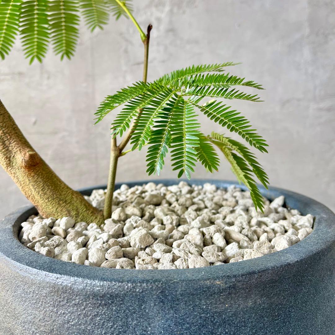 美形　大型　エバーフレッシュ　S字仕立て　10号　バルーン陶器鉢　植え込み発送