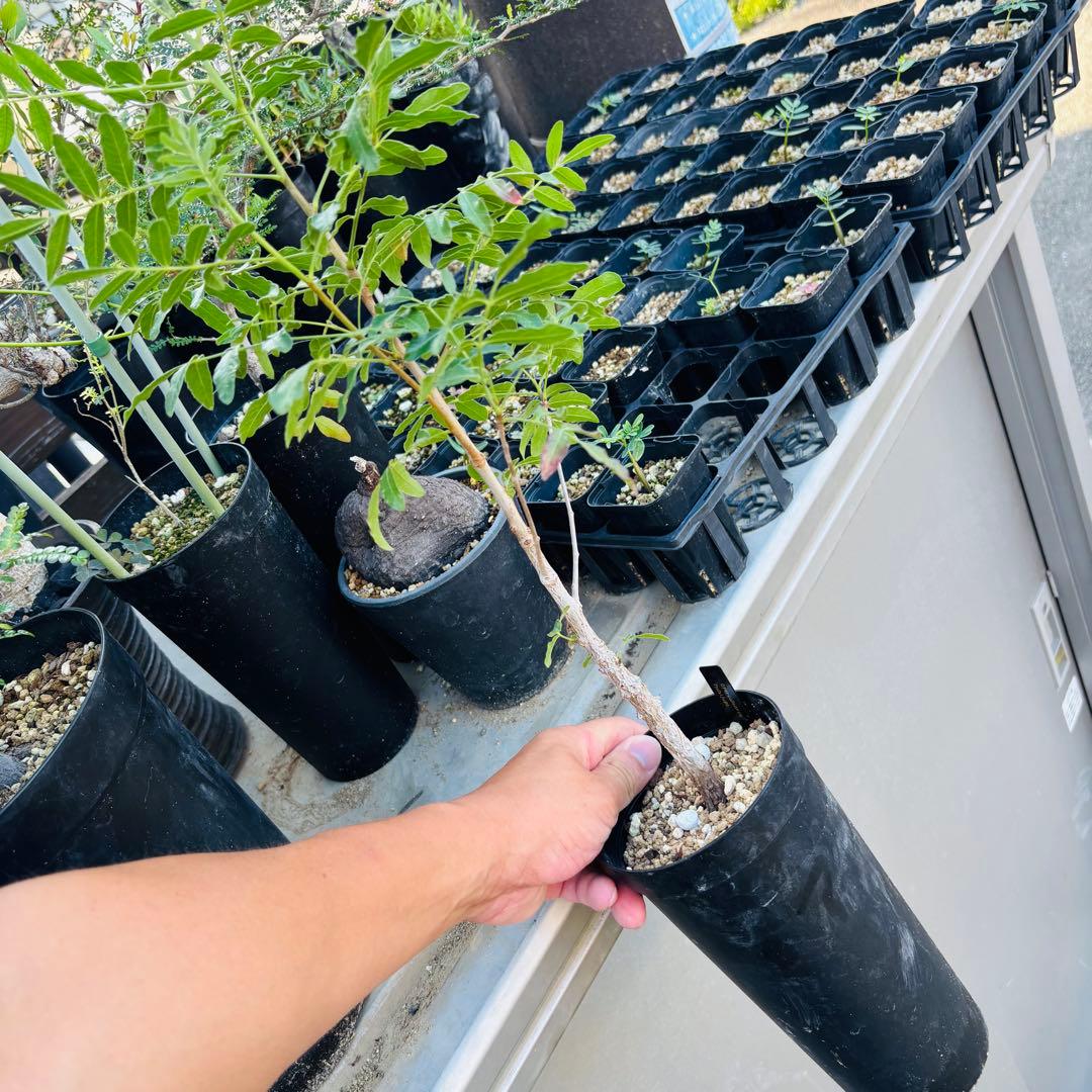 短期間限定超特価！実生 オペルクリカリア ムルチジュガ 希少 塊根 パワータンク