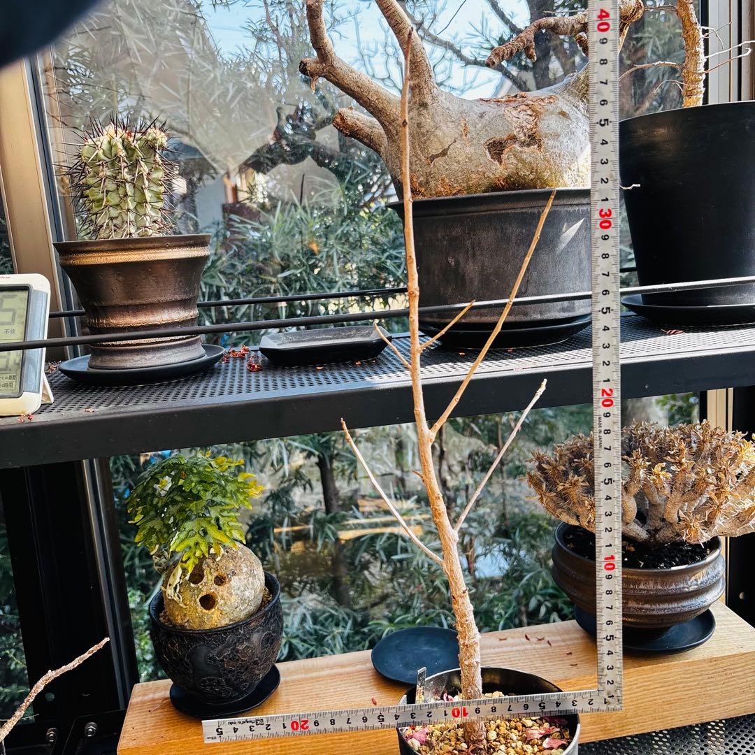 短期間限定超特価！実生 オペルクリカリア ムルチジュガ 希少 塊根 パワータンク